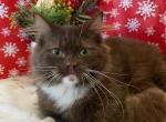 Chocolate - Minuet Cat For Sale - Milford, OH, US