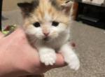 Joy - Scottish Straight Kitten For Sale - WI, US