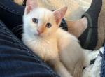 Kokos boy - Siamese Kitten For Sale - Adams, WI, US