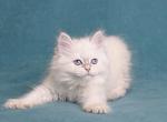 Stella - Siberian Kitten For Sale - Houston, TX, US