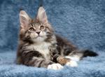 Danko - Maine Coon Kitten For Sale - Boston, MA, US