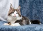 Dallas - Maine Coon Kitten For Sale - Miami, FL, US