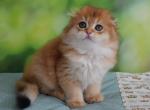 Alex - Scottish Fold Kitten For Sale - Hollywood, FL, US