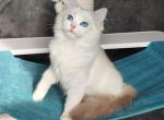 California - Ragdoll Cat For Sale - Miami, FL, US