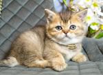 Woys - British Shorthair Cat For Sale - Brooklyn, NY, US