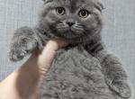 Grace - Scottish Fold Kitten For Sale - Brooklyn, NY, US