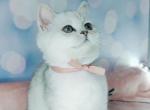 Queen - British Shorthair Kitten For Sale - Brooklyn, NY, US