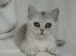 Gemma - Scottish Straight Kitten For Sale - Brooklyn, NY, US