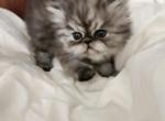 New Born Persian kittens - Persian Kitten For Sale - Yonkers, NY, US