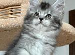 Bella - Maine Coon Kitten For Sale - Hollywood, FL, US