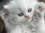 Gaia WHITE FEMALE - Persian Kitten For Sale - 