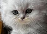 Nyx Pewter FEMALE Persian Michigan - Persian Kitten For Sale - Farmington, MI, US