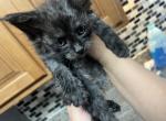 Black smoke male - Maine Coon Kitten For Sale - 