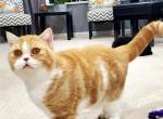 Caramel - Scottish Straight Cat For Sale - Bonney Lake, WA, US