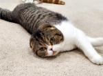Мах - Scottish Fold Cat For Sale - Bonney Lake, WA, US