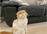 Patrick - Scottish Fold Cat For Sale/Retired Breeding - Bonney Lake, WA, US