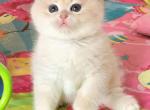 Nellie - British Shorthair Kitten For Sale - Hollywood, FL, US