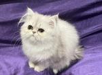 November 16 litter - Persian Kitten For Sale - Alameda, CA, US