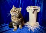 Graceland Minuet kittens and adults - Minuet Kitten For Sale - 