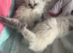 blue point girl - Himalayan Kitten For Sale - Mount Prospect, IL, US