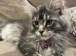 Kenna - Maine Coon Kitten For Sale - Rocklin, CA, US