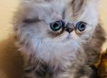 Starlight - Persian Kitten For Sale - West Palm Beach, FL, US