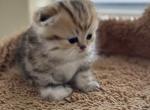 Luna - Scottish Fold Kitten For Sale - Phoenix, AZ, US