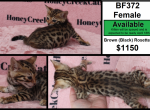 Bengal Kittens - Bengal Kitten For Sale - 