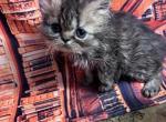 Joys goldens - Persian Kitten For Sale - 