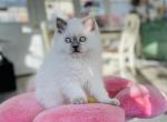 Powder - Scottish Straight Kitten For Sale - Charlottesville, VA, US