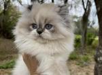 LH color point bicolor - Scottish Straight Kitten For Sale - Sun City Center, FL, US