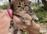 Golden Marble LH - Scottish Straight Kitten For Sale - Sun City Center, FL, US