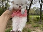 Golden point chinchilla girl - Scottish Straight Kitten For Sale - Sun City Center, FL, US