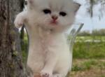 Golden point chinchilla straight boy - Scottish Straight Kitten For Sale - Sun City Center, FL, US