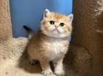 Max - British Shorthair Kitten For Sale - Renton, WA, US