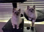 CocoaPuffANDSnugglesTOGETHER - Ragdoll Kitten For Sale - Sacramento, CA, US