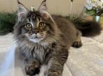 Sara - Maine Coon Cat For Sale - 