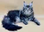 Lusy - Maine Coon Kitten For Sale - 