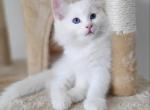 Superkitty 1 - Ragdoll Kitten For Sale - Riverside, CA, US