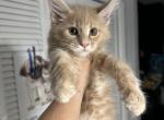 Ostin - Maine Coon Kitten For Sale - Hollywood, FL, US