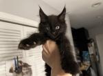 Dusty - Maine Coon Kitten For Sale - Hollywood, FL, US