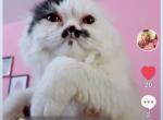 BooBoo - Scottish Fold Kitten For Sale - 