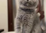 Bailey - Scottish Fold Cat For Adoption - 