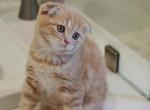Dusty - Scottish Fold Cat For Adoption - NE, US