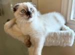 Milly - Scottish Fold Cat For Sale - NE, US
