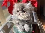 Fluffy - Persian Kitten For Sale - Allen, TX, US