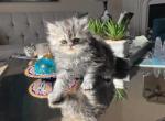 Mickey - Persian Kitten For Sale - Allen, TX, US