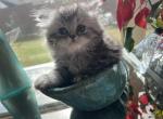 Rickey - Persian Kitten For Sale - Allen, TX, US