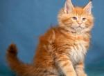 Rubin - Maine Coon Kitten For Sale - Miami, FL, US