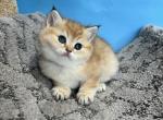 Chloe - British Shorthair Kitten For Sale - Renton, WA, US